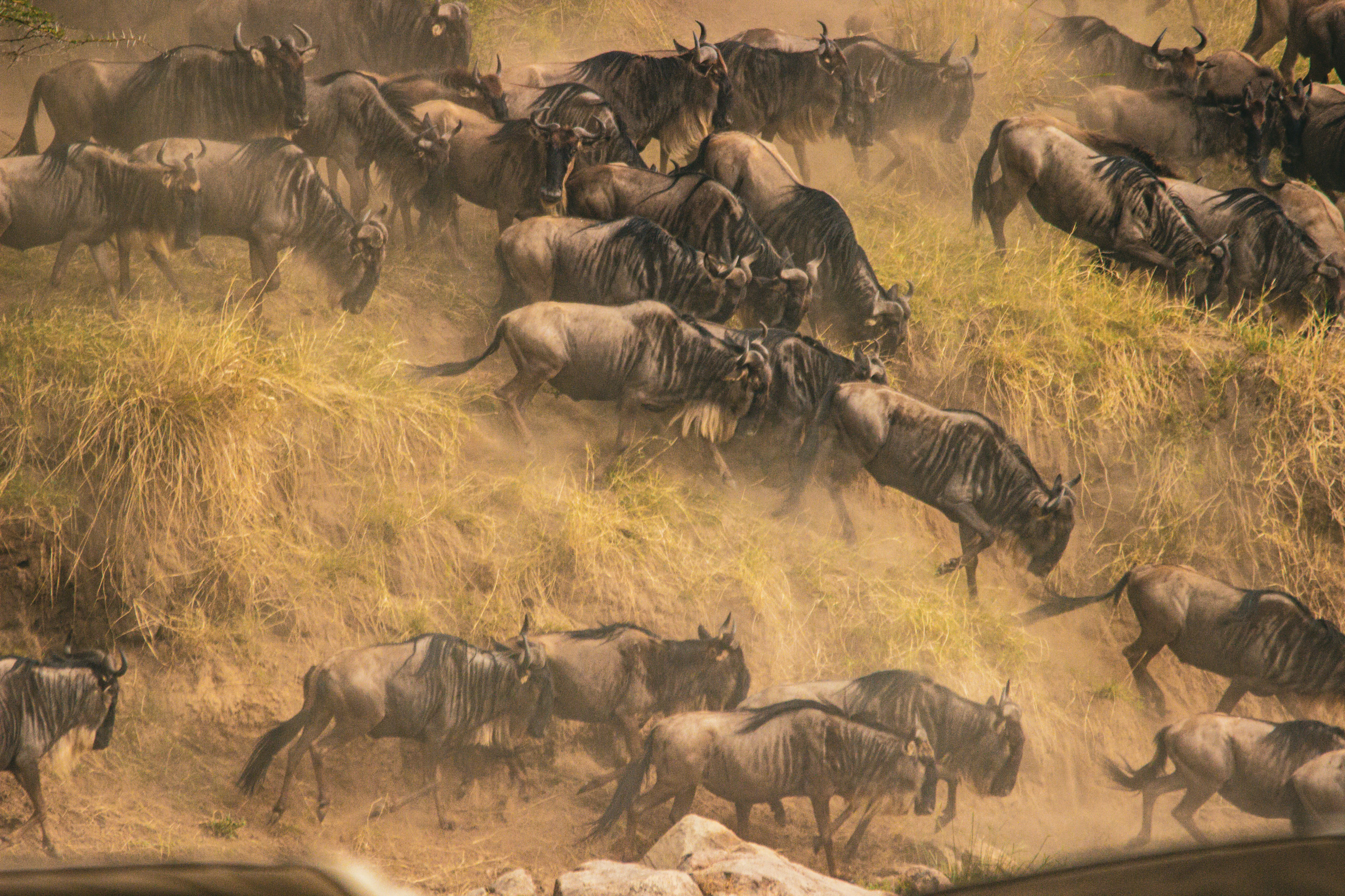 7 Tips for Your First Tanzania Safari