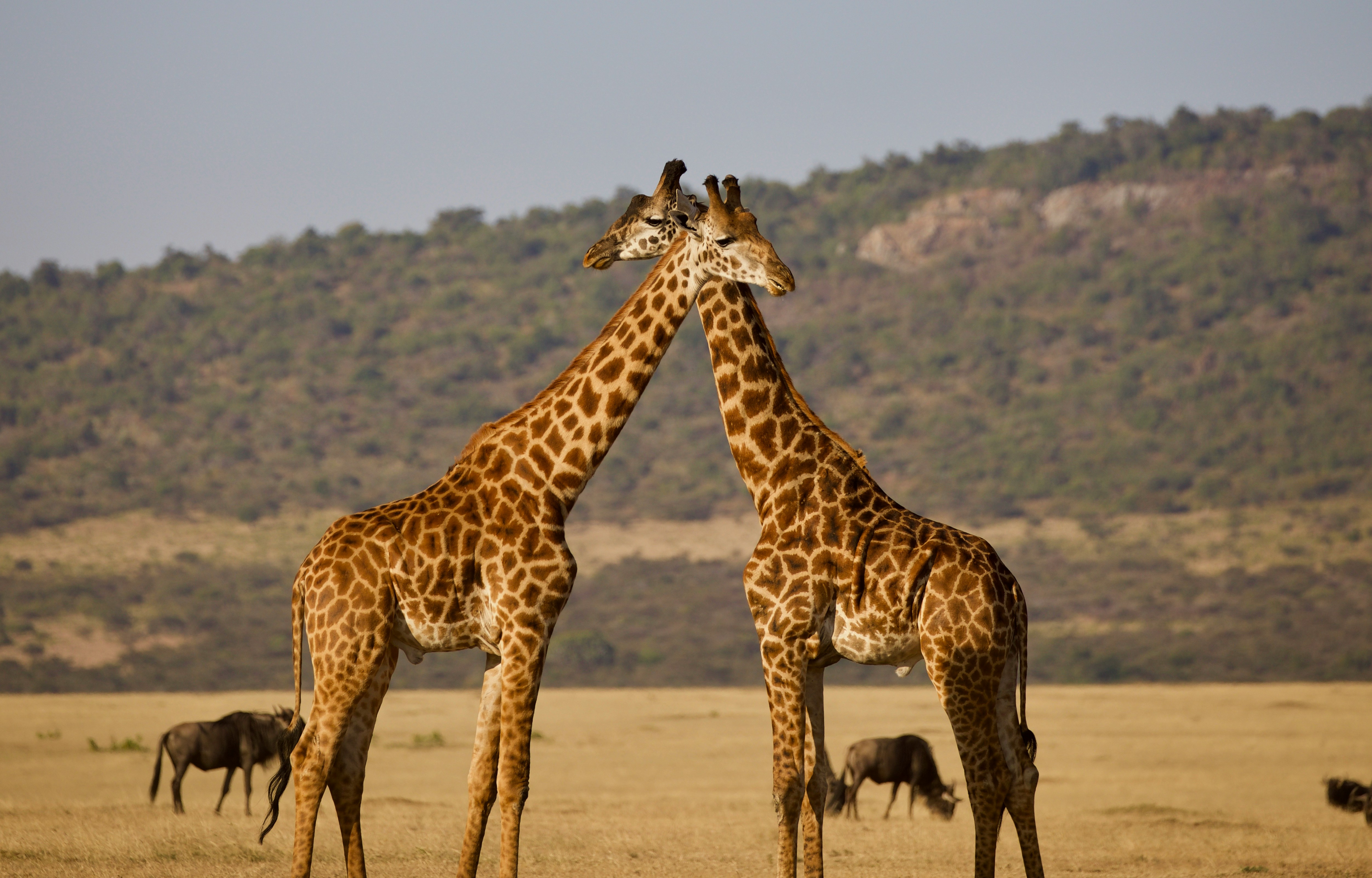 When Is the Best Time for a Tanzania Safari?
