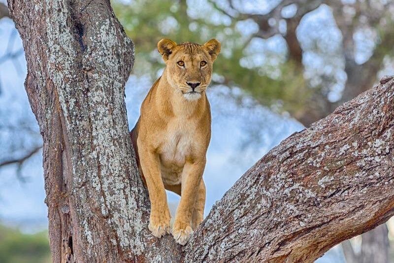 2 Days Tarangire & Lake Manyara Wildlife Tour