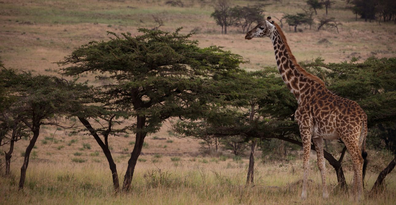 How Much Is a Safari Holiday in Tanzania?