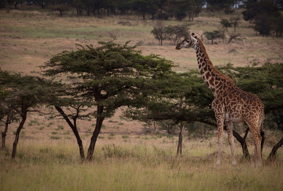 How Much Is a Safari Holiday in Tanzania?