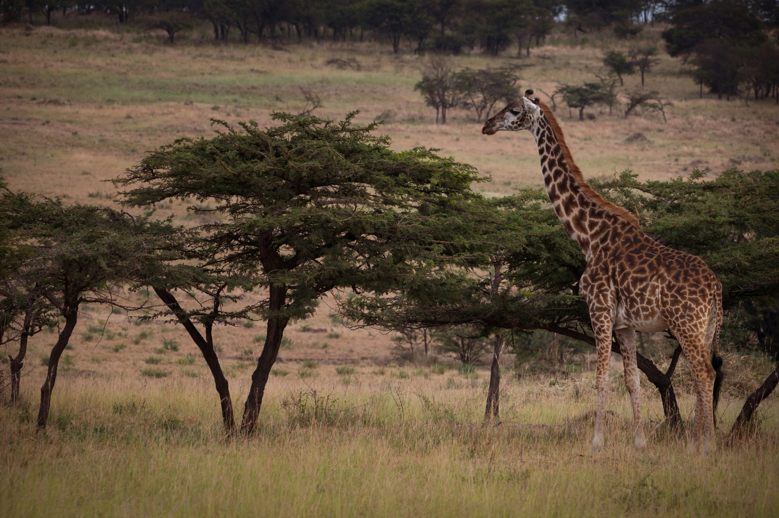 How Much Is a Safari Holiday in Tanzania?