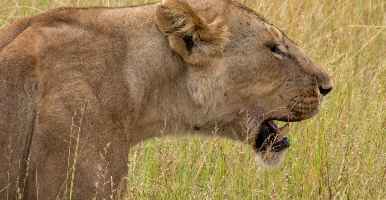 How many days is enough for Tanzania safari?