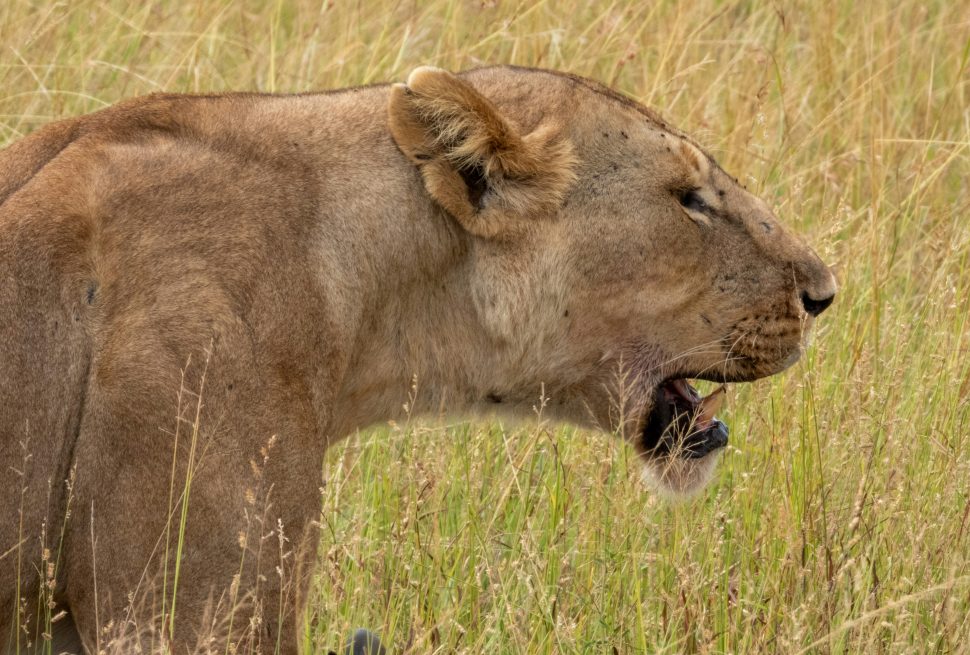 kilicare-tanzania-adventure (2)