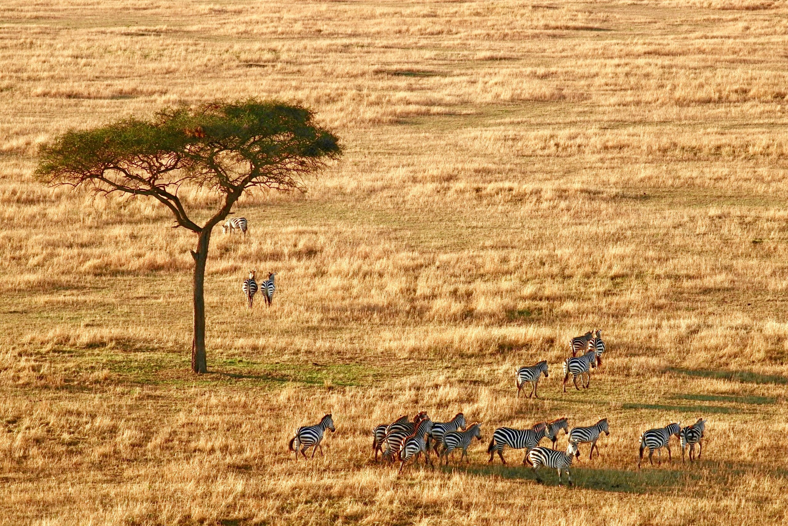 3 Days Tanzania camping Safaris
