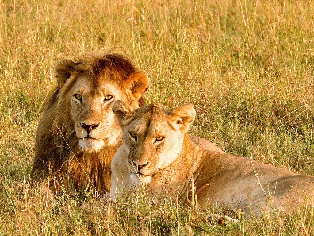 How to plan a safari trip in Tanzania?