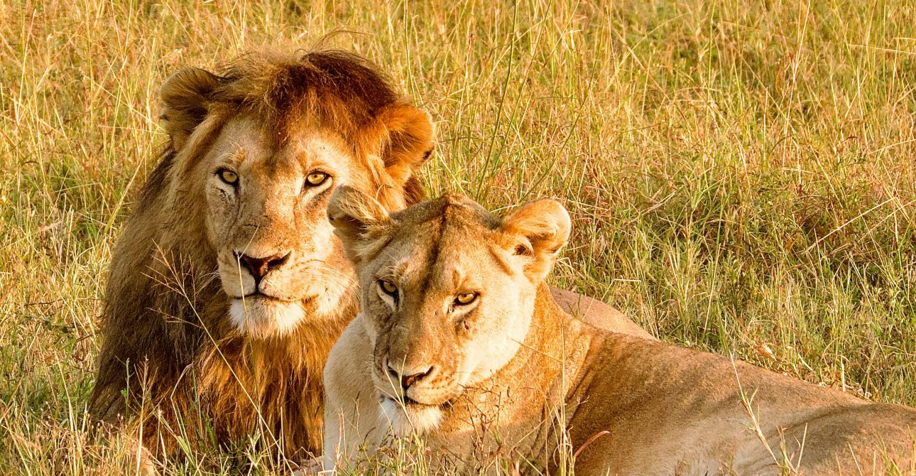 How to plan a safari trip in Tanzania?
