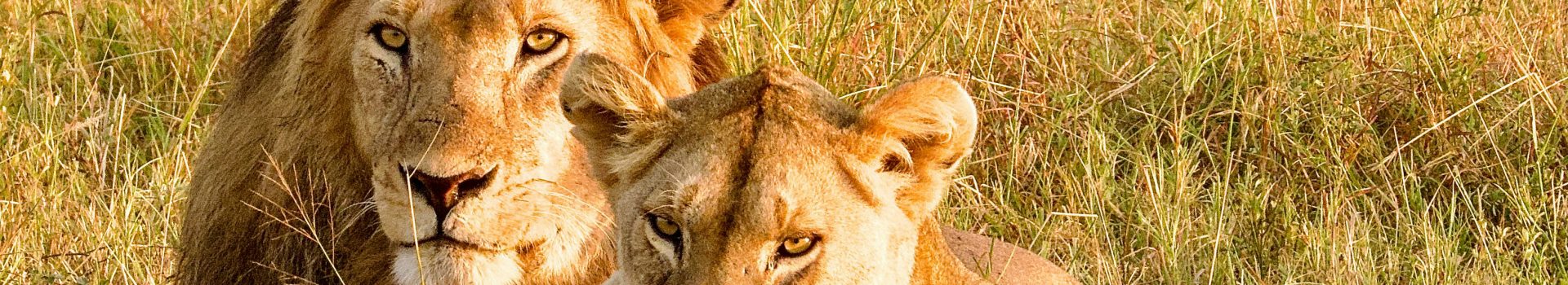 How to plan a safari trip in Tanzania?