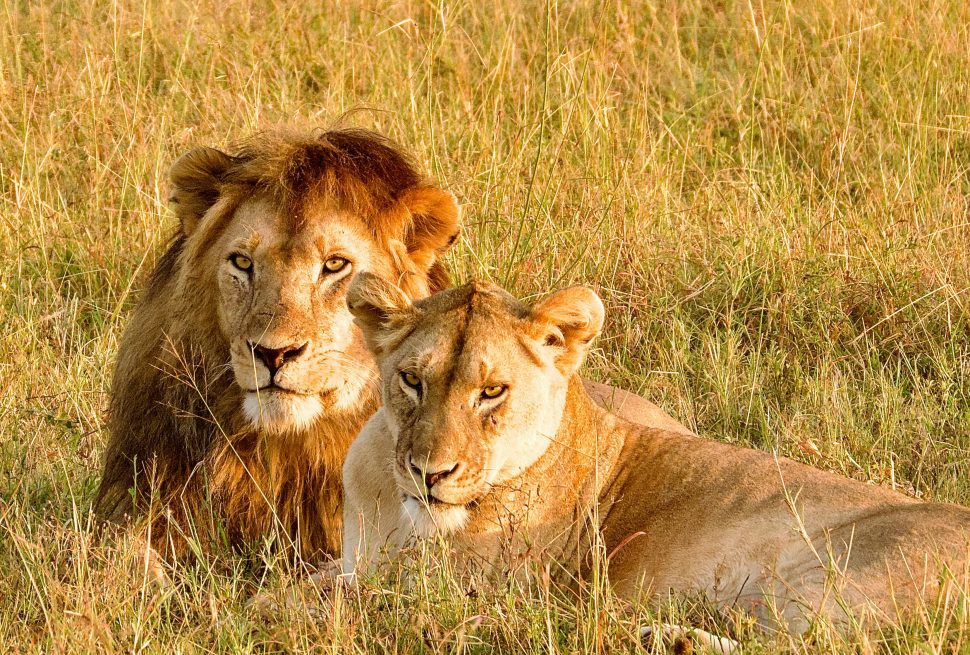 How to plan a safari trip in Tanzania?