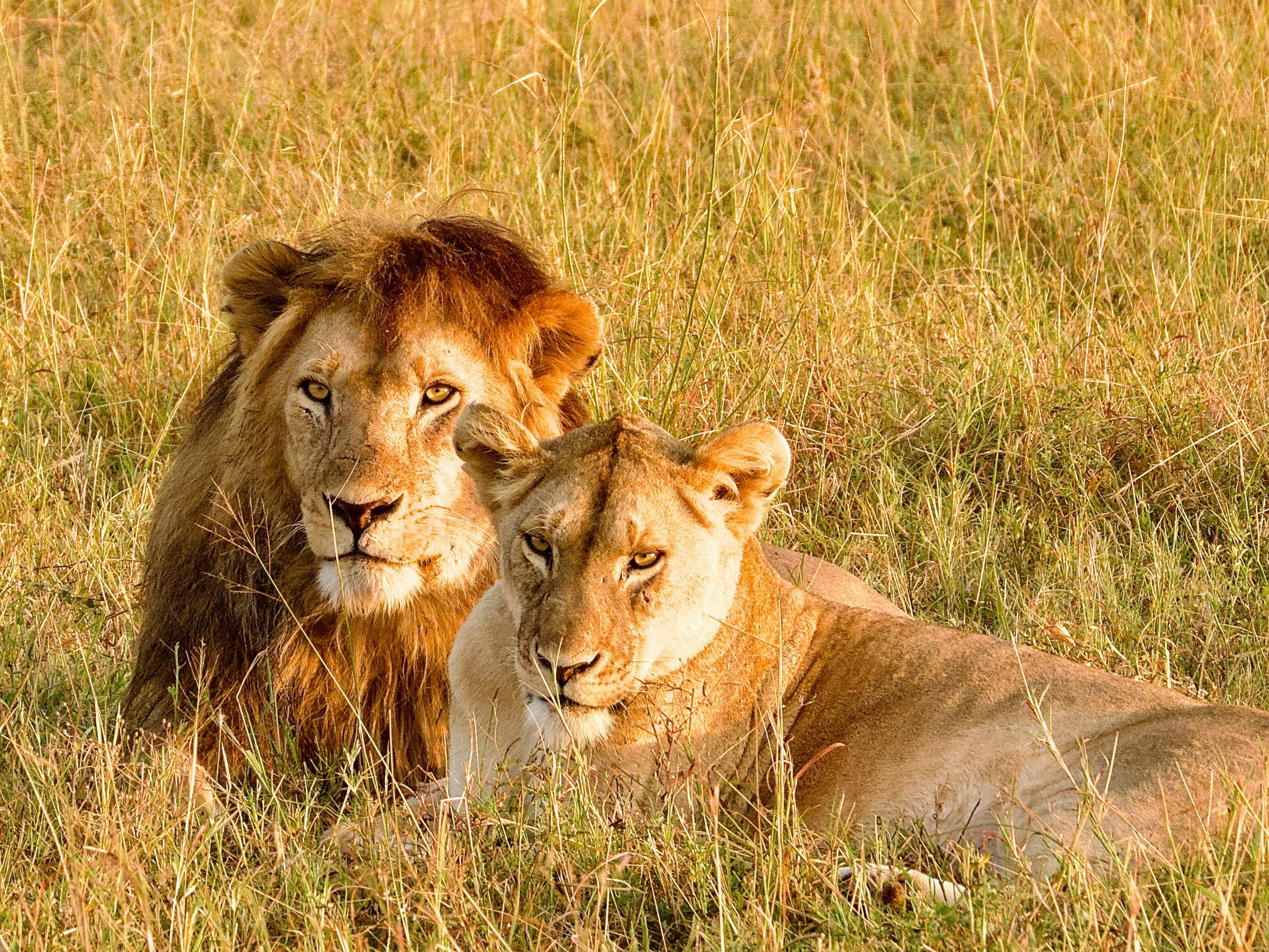 How to plan a safari trip in Tanzania?