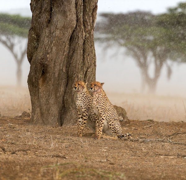 tarangire natinal park