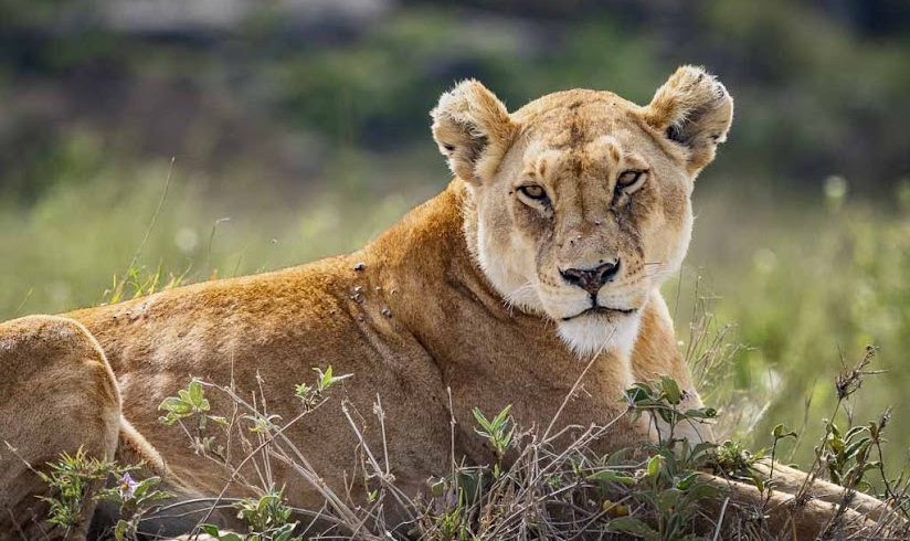 5 Days Tanzania Sharing Safari