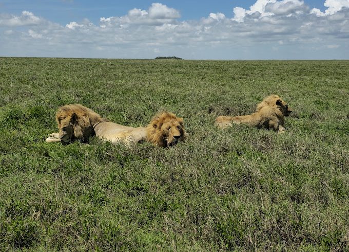 7 days tanzania safari