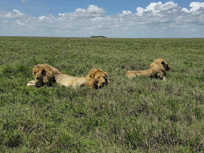7 days tanzania safari