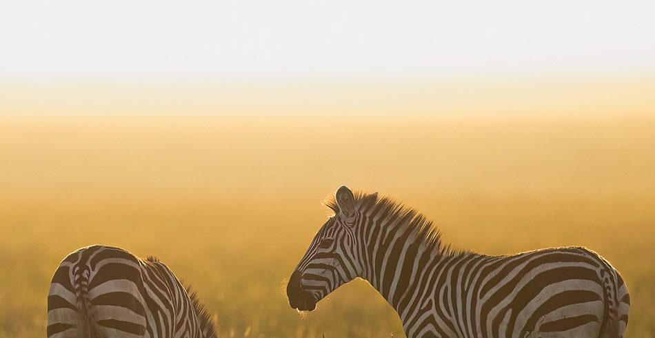 8 DAYS TANZANIA SAFARI 1