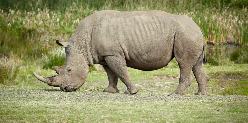 1 Day Mkomazi National Park Safar