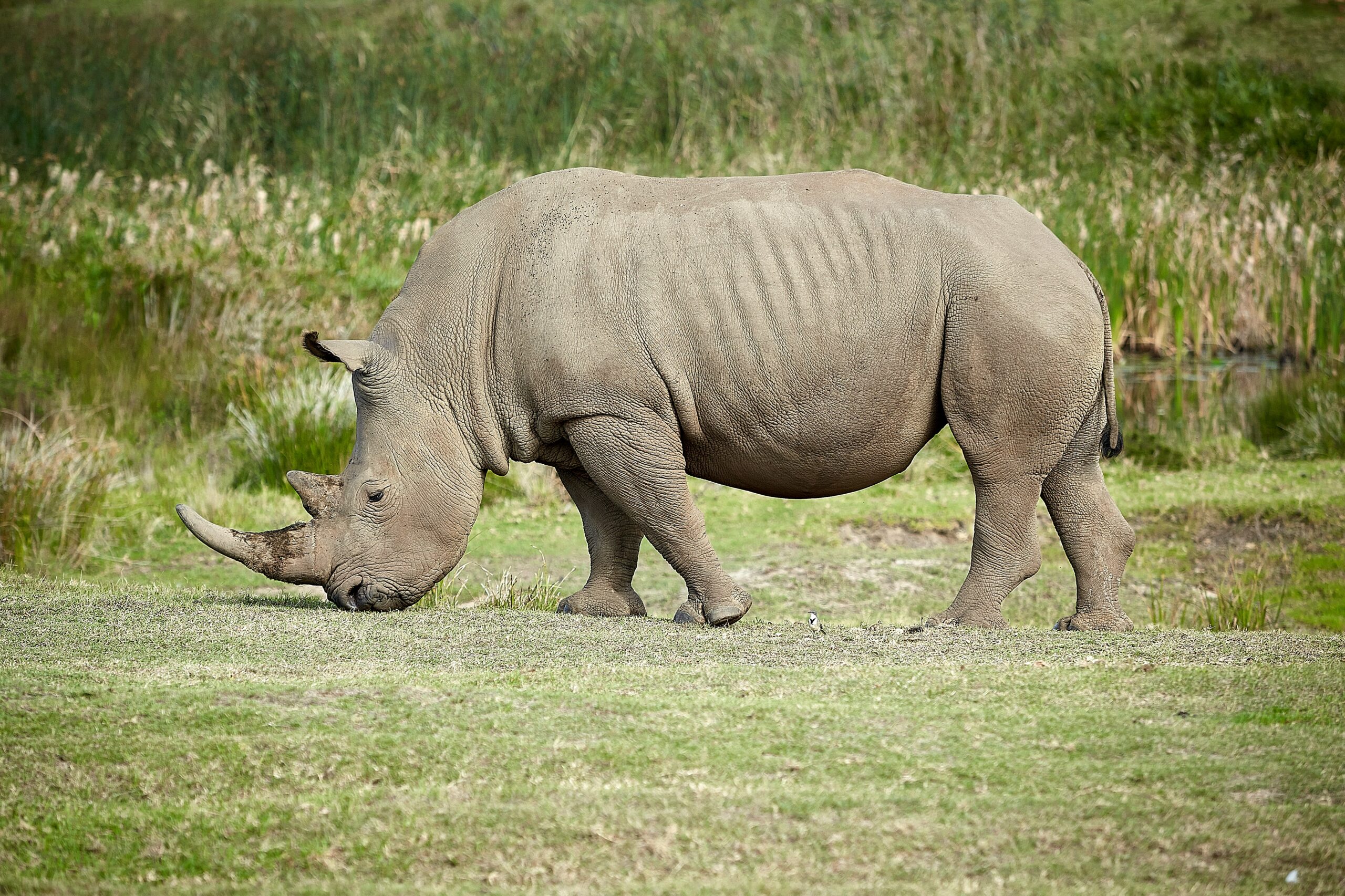1 Day Mkomazi National Park Safar